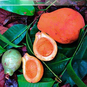 Willughbeia Sarawakensis Layer plants