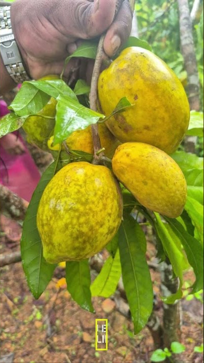 amazon pouteria live plant