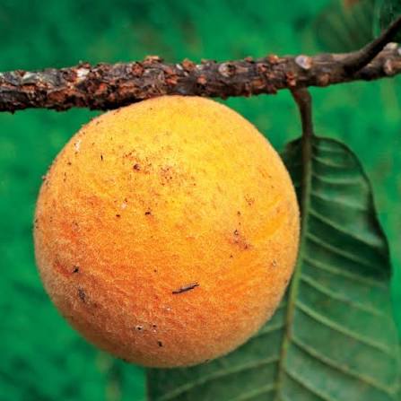 Zolive Fruit Plant (Pouteria guianensis)