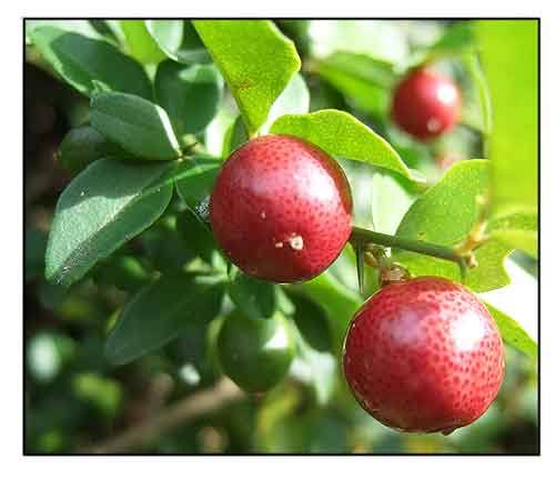 Lime berry fruit plants