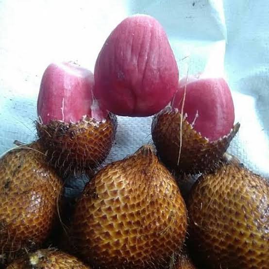 Red salak fruit plant