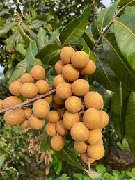 Longan 4 season Grafted