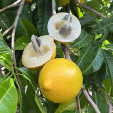 Abiu Fruit Plant