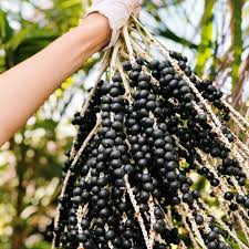 Acai Berry Fruit Plant