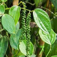Agali pepper Plant ( 4  Pack)