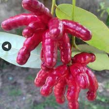 Amazon Birds Leg Fruit Layer Plant