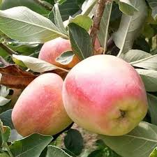 Anna Apple Grafted Plant