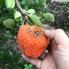 Annona Spinescens Grafted Plant