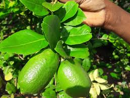 Assam Lemon Layer Plant