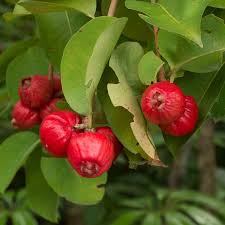 Australiyan Bush Apple Layer Plant (Syzygium suborbiculare)