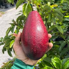 Brazilian red avocado Grafted