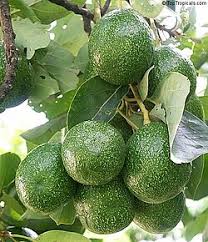 Avocado Tropico Grafted