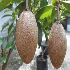 Banana Sapota Layer Plants