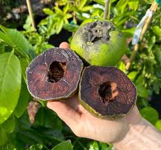 black sapote Layer Plant