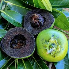 Black sapote/ Chocolate saorte Plant