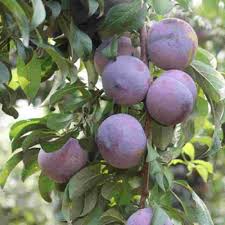 Black Amber Plum grafted
