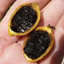 Blackberry Jam Fruit plant