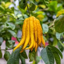 Buddha's Hand Layer Plant