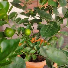 Bush Orange Layer Plant