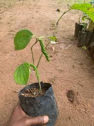 bush pepper plant ( 2 nos)
