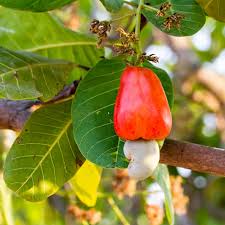 Hybrid Cashew Grafted Plant