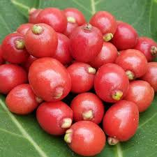 Cedar Bay Cherry Plants