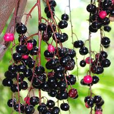 Chammaliang Fruit plants