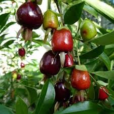 Cherry of the Rio Grande (Eugenia involucrata)