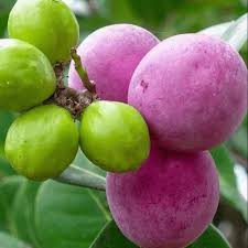 Coco Plum layer Plant