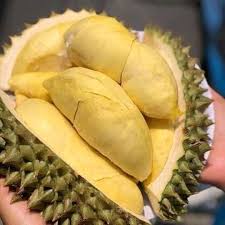 Durian Seedling plants