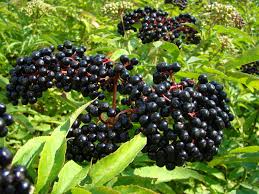 Elderberry fruit layer