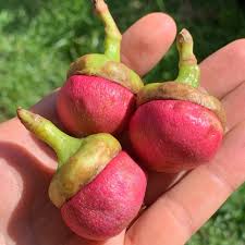Engkalak Butter Fruit plant