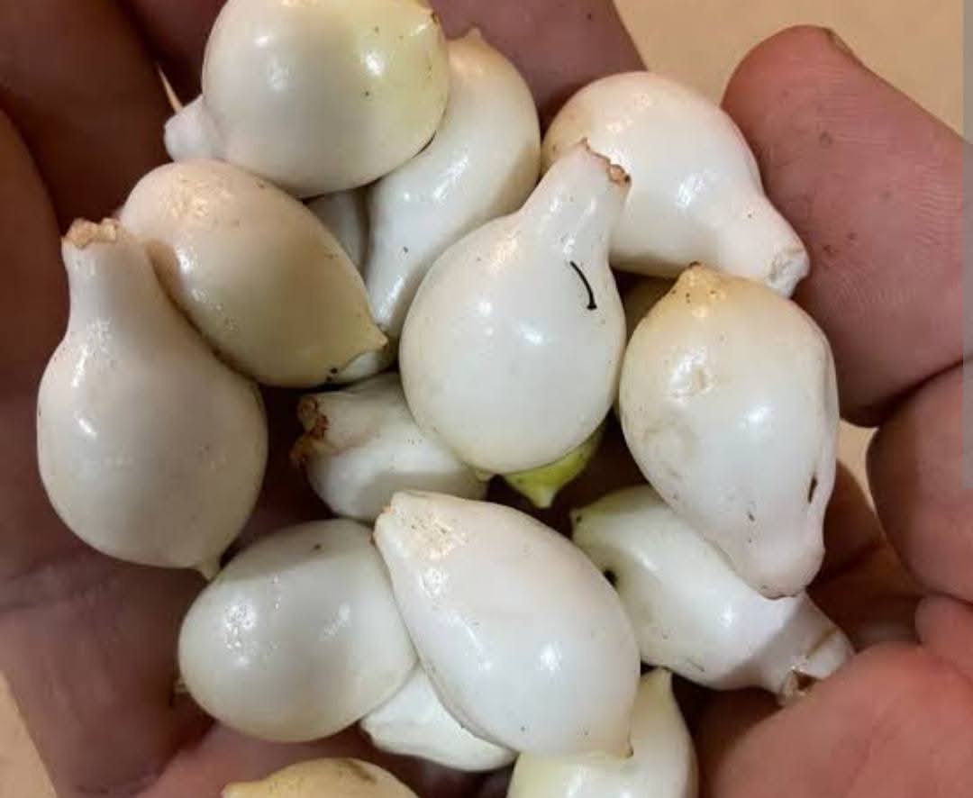 Brazilian Milk Fruit Plants