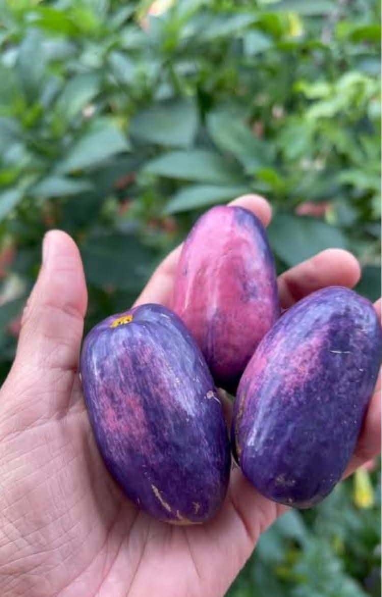 safou Fruit  plant