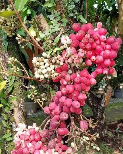 jambubira fruit Plants
