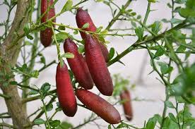 Australian Finger Lime layer Plants