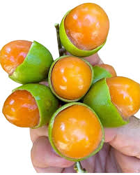 Guays fruits plants