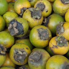 Gab fruit layer plant
