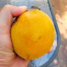 Gogo Fruit Plant