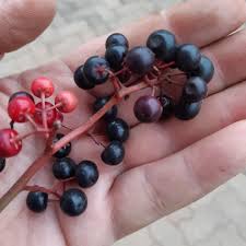 Gondo berry fruits Plants