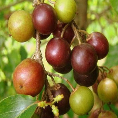 Governor’s plum