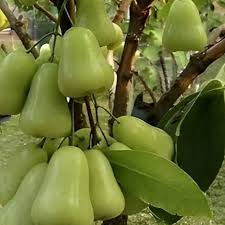 Green Water Apple Layer Plant