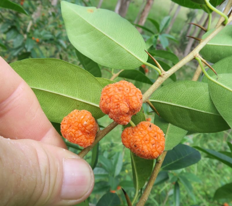 Che fruit layer Plants