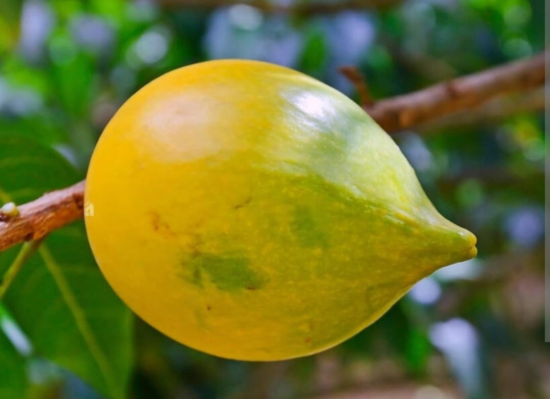 Abiu Nipple fruit plant