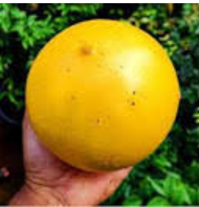 Abiu giant fruit plant