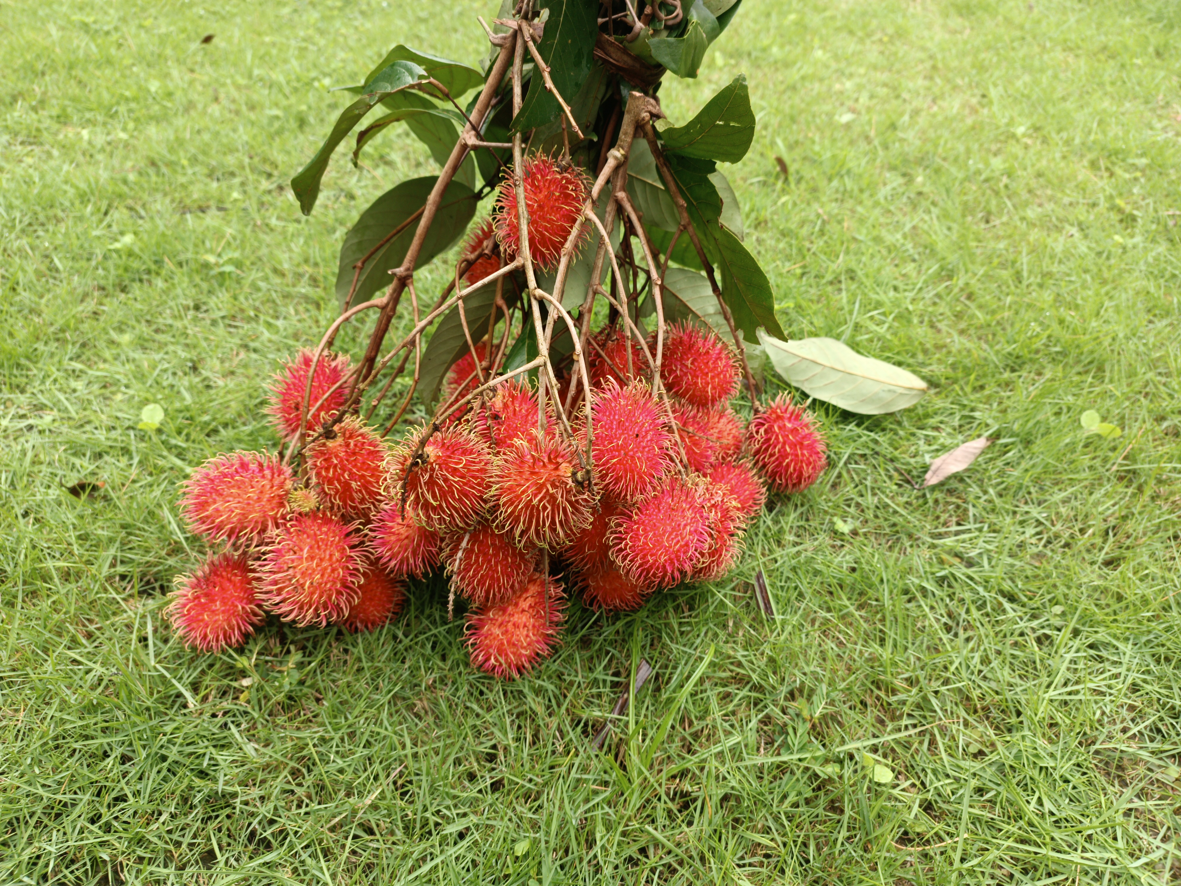 Rambutan N18 Grafted plants
