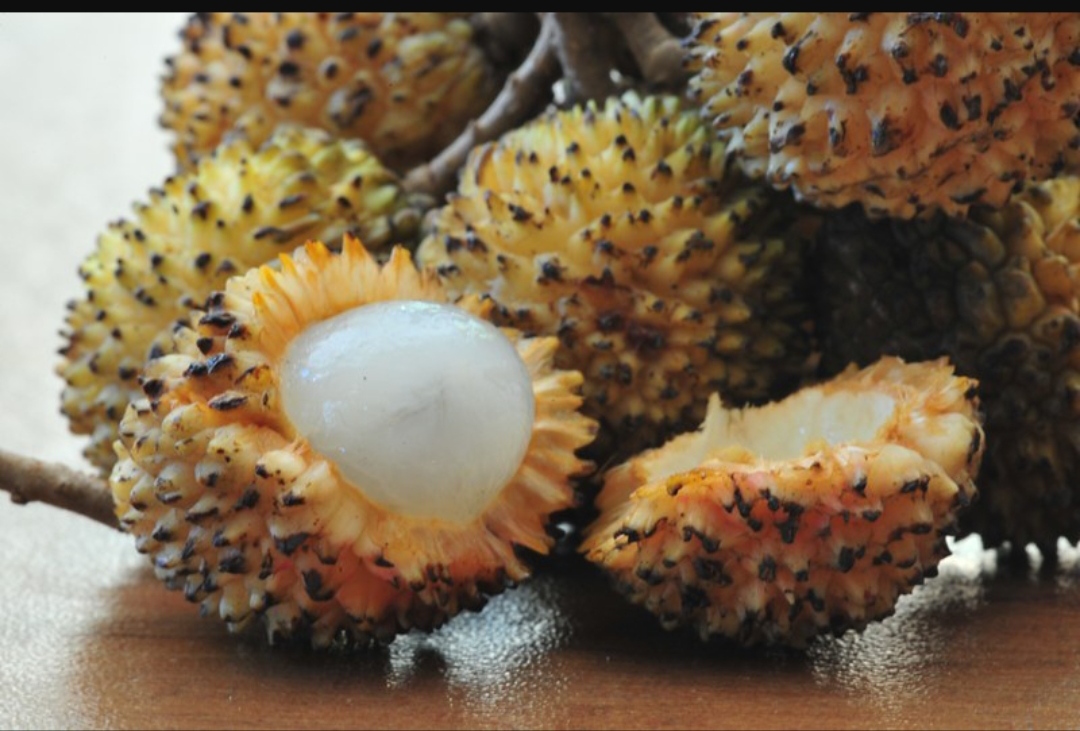 Yellow pulasan grafted plants