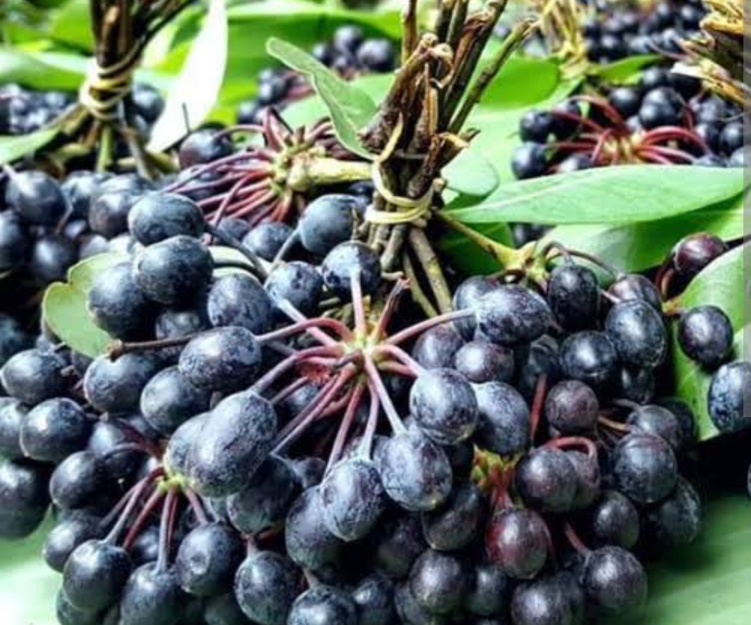 Ramdul Fruit Plants