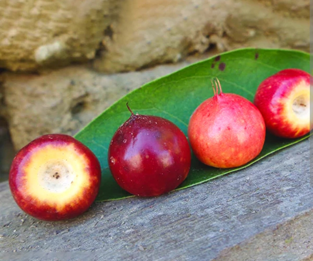 Red Nance plants for sale