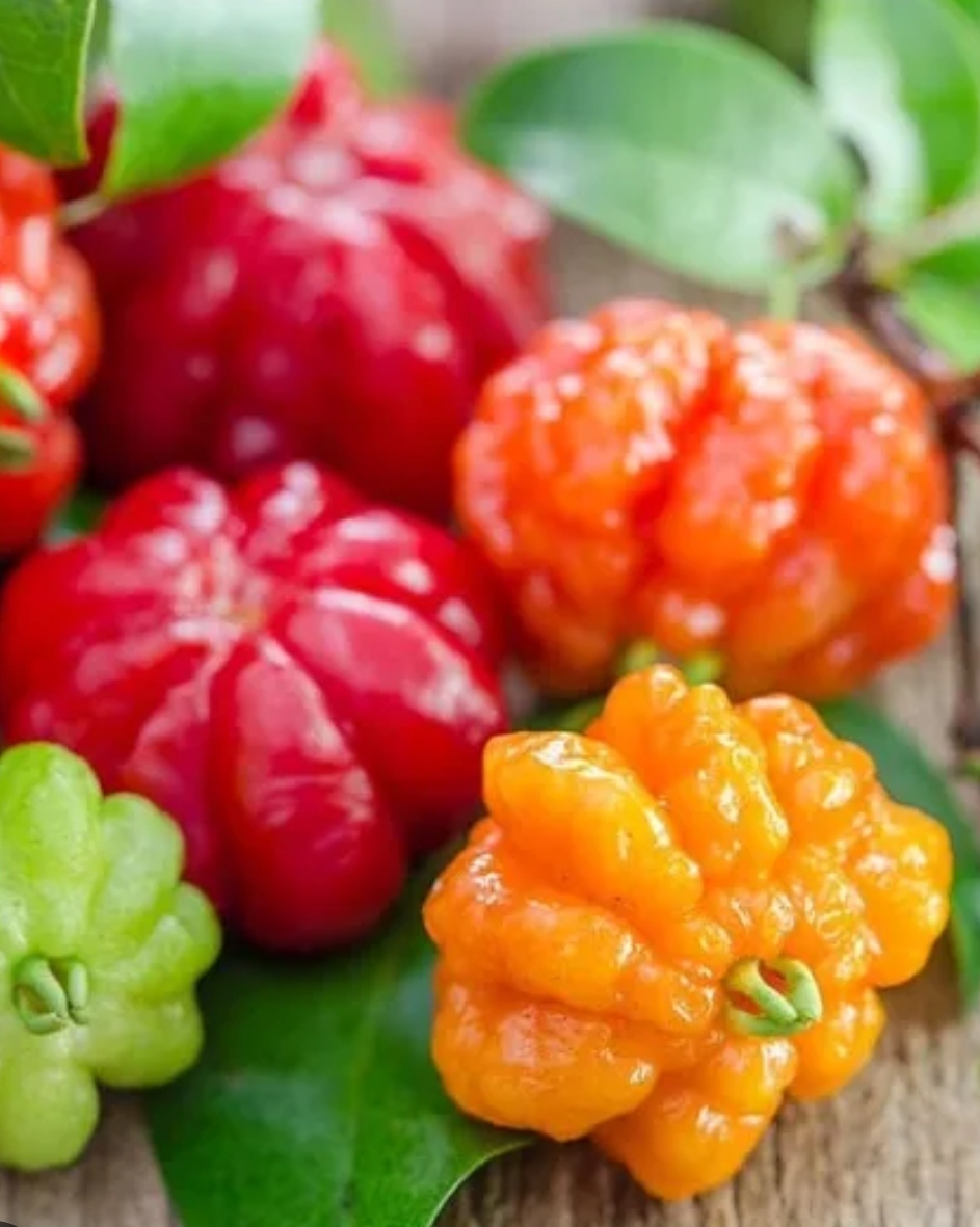 Surinam cherry Fruit Plants